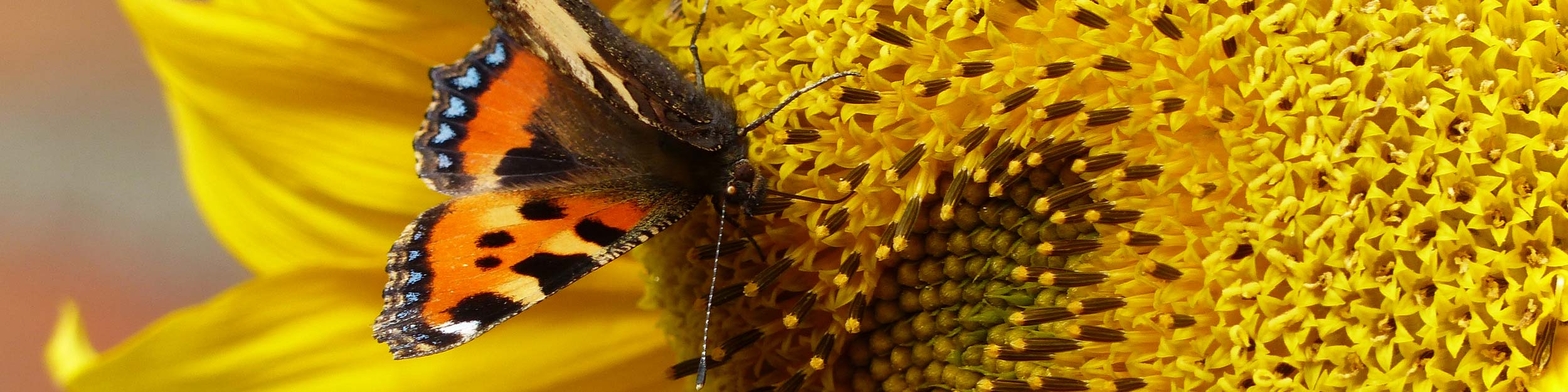 Schmetterling