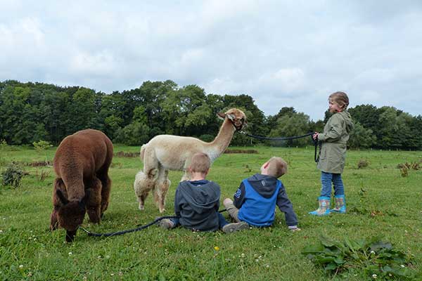 Ponys und andere Tiere auf dem Hof