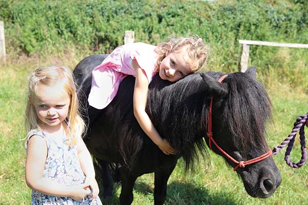 Ponys und andere Tiere auf dem Hof