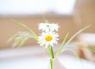 Wohnung Mohnblume